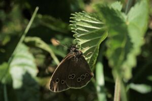 花粉症のペットにおすすめな花粉対策のブラッシング方法は夜に行うべき？