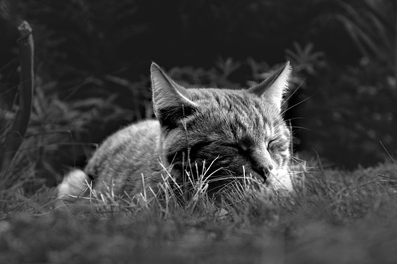花粉症の悩みを解消するための睡眠外来での相談はどんなことができる？