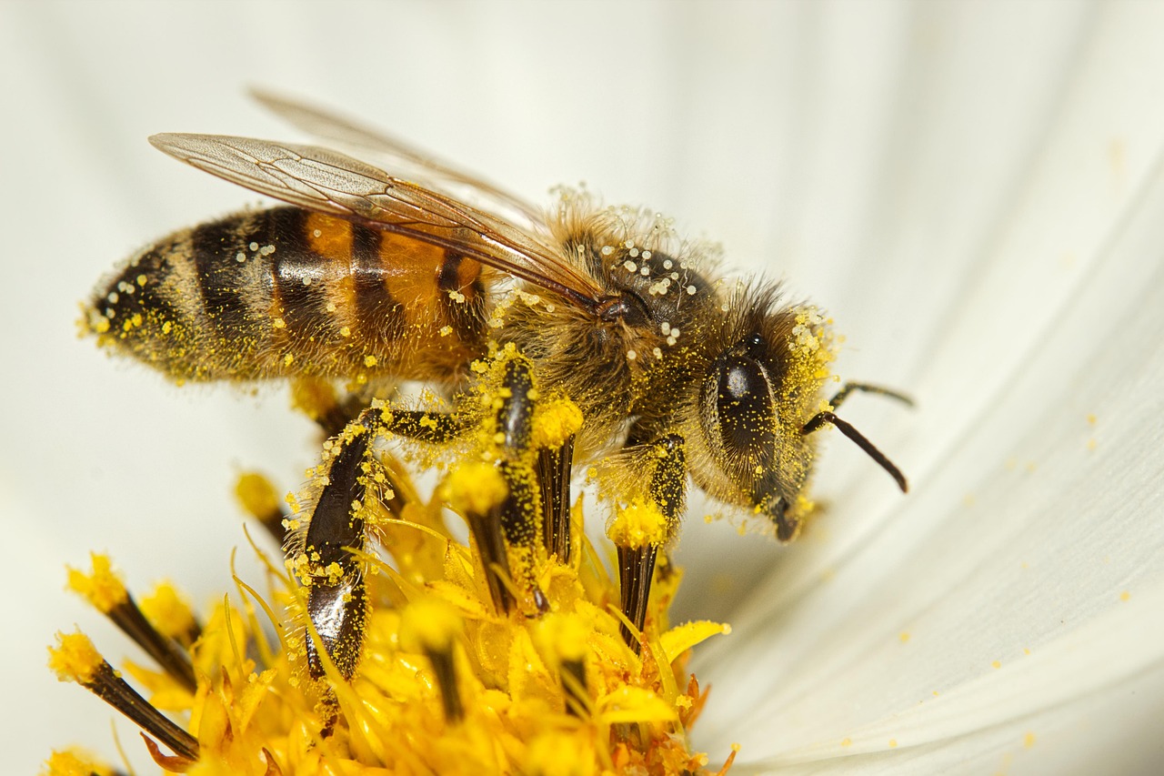 花粉症対策に効果的な夜の洗顔で花粉の落とし方は？