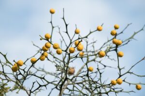 鼻の中の乾燥を防ぐためにワセリンはどう使うべき？