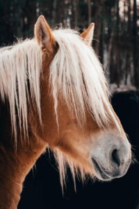 鼻の穴にワセリンを使った時の効果とは？