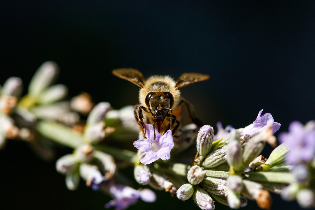 花粉症対策に最適な玄関での花粉払い方のコツは？