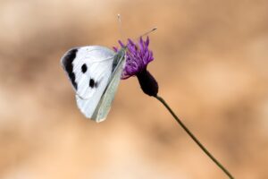 花粉症の夜中の鼻づまりに即効で対処する方法は？