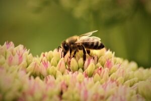 花粉症対策に寝る前にはちみつを使った喉のケア方法は？