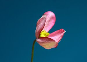 花粉症による中途覚醒と連続くしゃみを改善する方法は？
