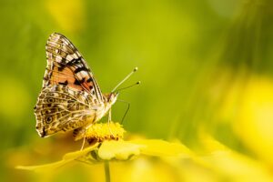 花粉症による早朝覚醒と目のかゆみ、今日できる対処法は？