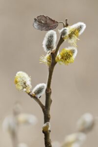 花粉症による早朝覚醒や副鼻腔の圧を改善する方法は？