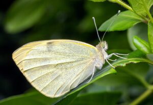 花粉症による早朝覚醒や目のかゆみの原因と対策は？