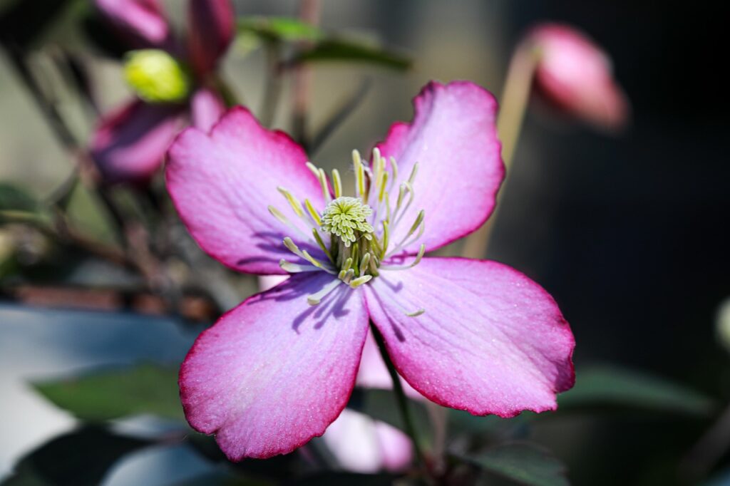 花粉症による早朝覚醒や鼻づまりをセルフチェックする方法は？