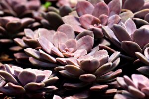 花粉症の早朝覚醒や頭重感に薬以外の対策は何が効果的？