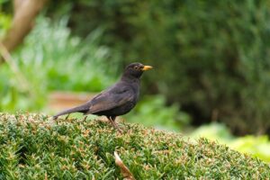 花粉症で眠れないとき、睡眠薬は何科に相談すればいい？
