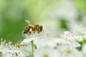 花粉症で眠れない夜、はちみつはNGな人はどうすればいい？