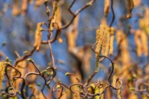 花粉症のアレルギー検査結果の見方と睡眠への影響は？